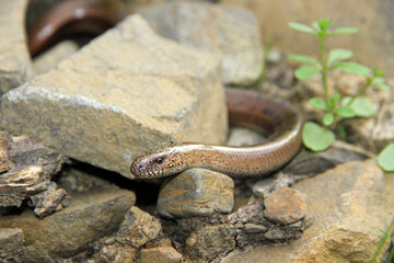 Slow-worm in Low Beskids, Poland