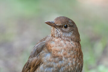 Merel, Eurasian Blackbird, Turdus merula