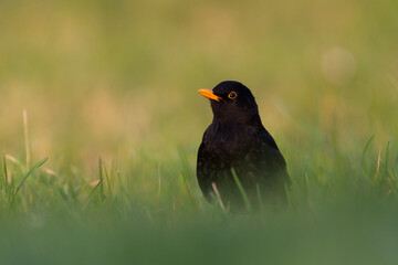 Merel, Eurasian Blackbird, Turdus merula