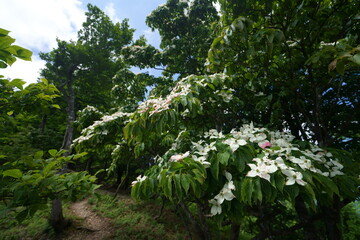 ヤマボウシ　（自生　滋賀・福井県境、鯖街道　おにゅう峠）