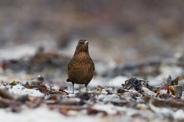 Merel, Eurasian Blackbird, Turdus merula