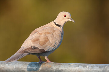 Turkse Tortel, Eurasian Collored Dove, Streptopelia decaocto