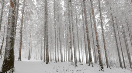 Fototapeta premium snow covered trees in winter - landscape of winter forest