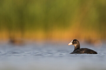 Meerkoet, Eurasian Coot, Fulica atra