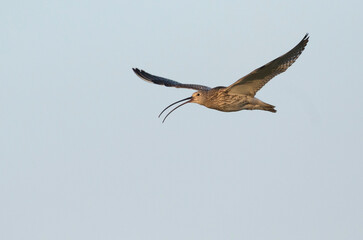 Wulp, Eurasian Curlew, Numenius arquata orientalis