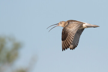 Wulp, Eurasian Curlew, Numenius arquata suschkini