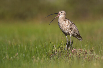 Wulp, Eurasian Curlew, Numenius arquata suschkini