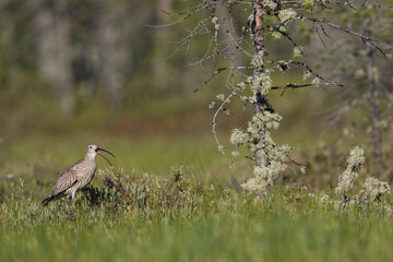 Wulp, Eurasian Curlew, Numenius arquata suschkini