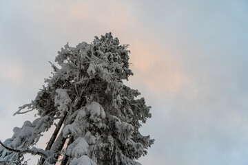 Schwarzwald bei Hinterzarten im Winter