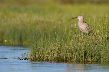 Wulp, Eurasian Curlew, Numenius arquata suschkini