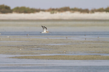 Wulp, Eurasian Curlew, Numenius arquatus orientalis