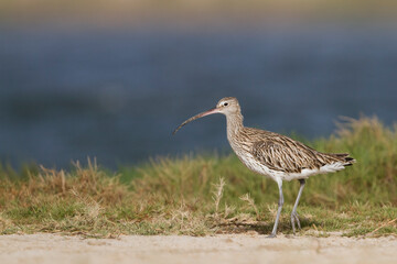 Wulp, Eurasian Curlew, Numenius arquatus orientalis