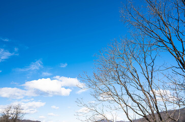 さわやかな冬の木と空
