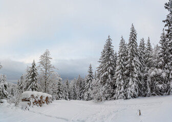 Fototapeta na wymiar Schwarzwald bei Hinterzarten im Winter