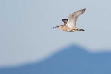 Wulp, Eurasian Curlew, Numenius arquata suschkini