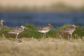 Wulp, Eurasian Curlew, Numenius arquatus orientalis
