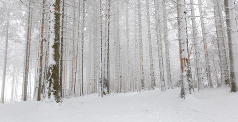 snow covered trees in winter - landscape of winter forest