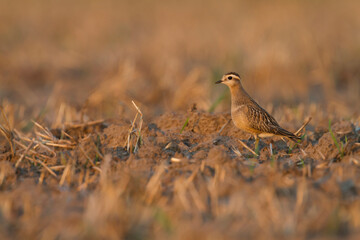 Morinelplevier, Eurasian Dotterel, Charadrius morinellus