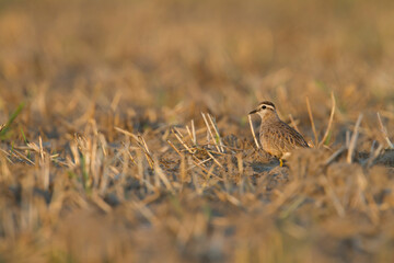 Morinelplevier, Eurasian Dotterel, Charadrius morinellus