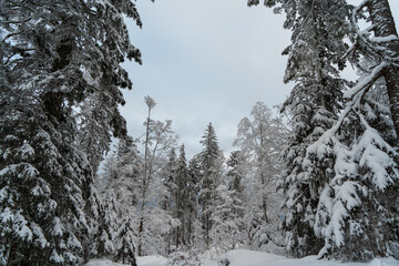 Schwarzwald bei Hinterzarten im Winter