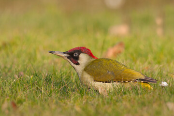 Groene Specht, Green Woodpecker, Picus viridis