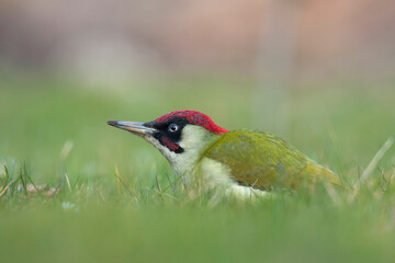 Groene Specht, Green Woodpecker, Picus viridis