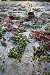 Grass covered with ice and a few beech leaves in winter, England, United Kingdom