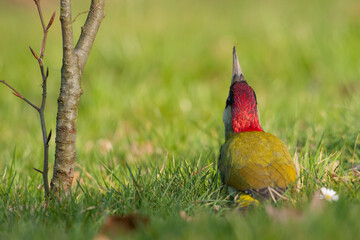 Groene Specht, Green Woodpecker, Picus viridis