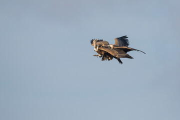 Eurasian Griffon Vulture - Gänsegeier - Gyps fulvus ssp. fulvus, Spain, adult fighting