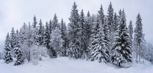 Fototapeta premium Schwarzwald bei Hinterzarten im Winter