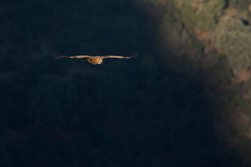 Eurasian Griffon Vulture - Gänsegeier - Gyps fulvus ssp. fulvus, Spain