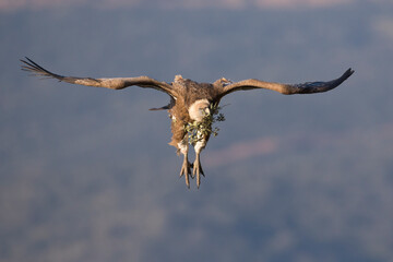 Eurasian Griffon Vulture - Gänsegeier - Gyps fulvus ssp. fulvus, Spain, adult with nest material