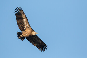 Eurasian Griffon Vulture - Gänsegeier - Gyps fulvus ssp. fulvus, Spain, adult