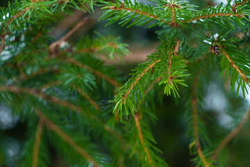 Green fir tree branches with snow on it