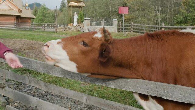 girl gives a brown cow a cookie and then strokes her face against the backdrop of a green forest and a chapel