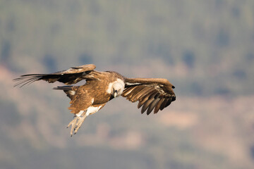 Eurasian Griffon Vulture - Gänsegeier - Gyps fulvus ssp. fulvus, Spain, adult