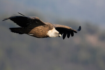 Eurasian Griffon Vulture - Gänsegeier - Gyps fulvus ssp. fulvus, Spain, adult