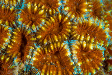 Close up colorful detail of coral polyps
