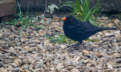 a male blackbird (Turdus Merula) stands sideways and looks ahead