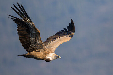 Eurasian Griffon Vulture - Gänsegeier - Gyps fulvus ssp. fulvus, Spain, adult