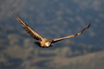 Eurasian Griffon Vulture - Gänsegeier - Gyps fulvus ssp. fulvus, Spain, adult