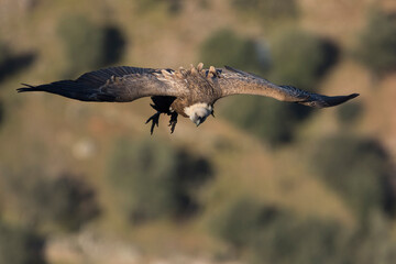 Obraz premium Eurasian Griffon Vulture - Gänsegeier - Gyps fulvus ssp. fulvus, Spain, adult