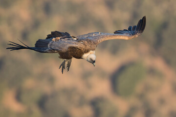 Eurasian Griffon Vulture - Gänsegeier - Gyps fulvus ssp. fulvus, Spain, adult