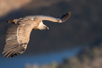 Eurasian Griffon Vulture - Gänsegeier - Gyps fulvus ssp. fulvus, Spain, adult