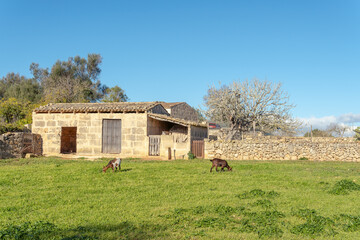 Fototapeta na wymiar Green grass field with domesticated goats grazing