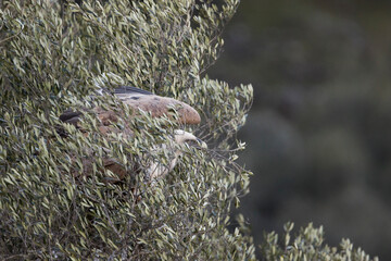 Eurasian Griffon Vulture - Gänsegeier - Gyps fulvus ssp. fulvus, Spain, adult taking off with nest material
