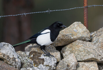 Ekster, Eurasian Magpie, Pica pica melanotos