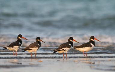 Scholekster, Eurasian Oystercatcher, Haematopus ostralegus longipes