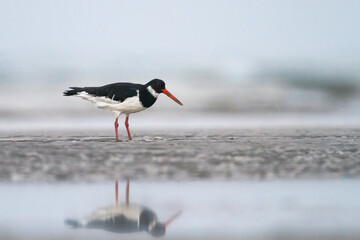 Scholekster, Eurasian Oystercatcher, Haematopus ostralegus longipes
