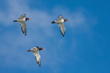 Scholekster, Eurasian Oystercatcher, Haematopus ostralegus ostralegus